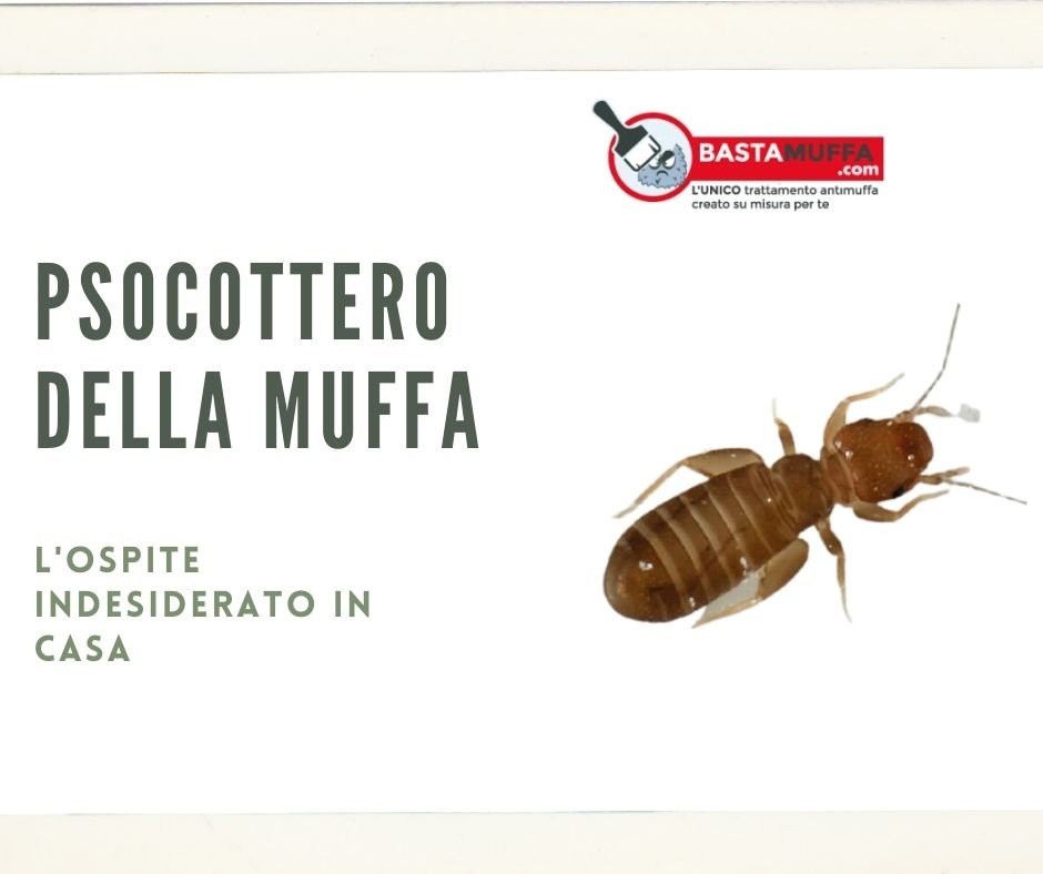 Psocottero