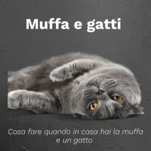 muffa e gatti