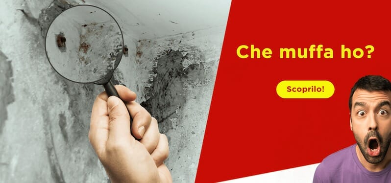 problemi di muffa test tipo muffa