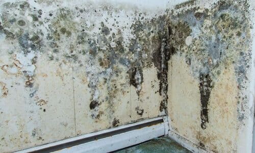 Contaminazione muffa