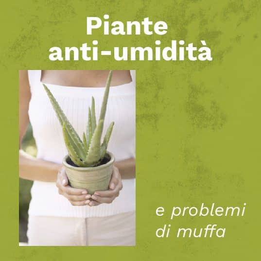 piante anti umidità