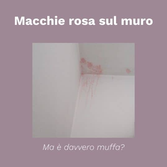 muffa rosa