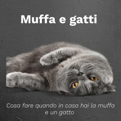 muffa e gatti